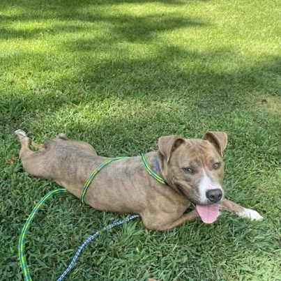 Enlarge Keeway, a Adoptable Mixed Breed in Athens, GA image 4/5