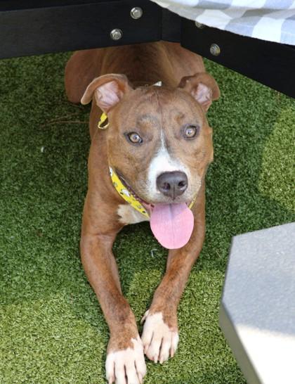 Keeway, a Adoptable Mixed Breed in Athens, GA image 4/4