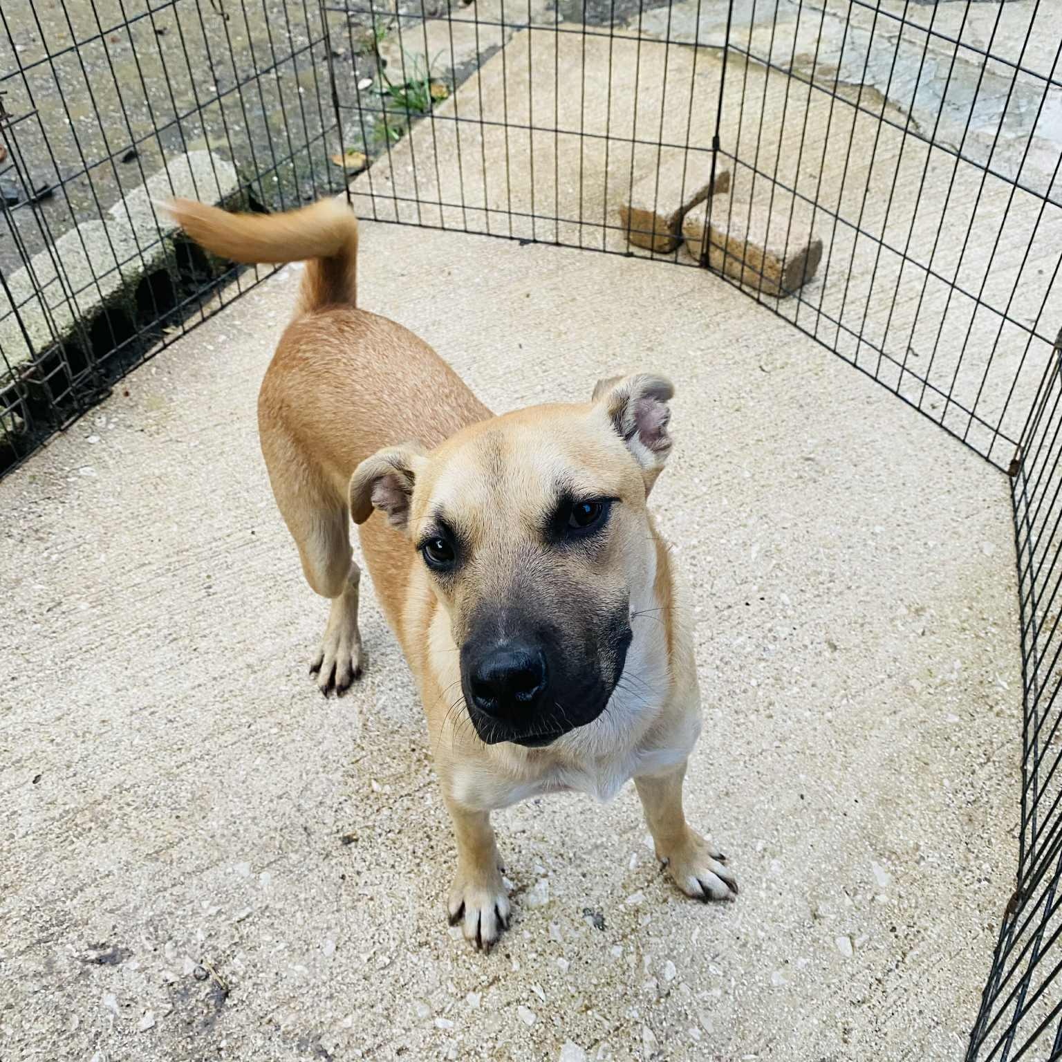 Butterscotch thumbnail 2