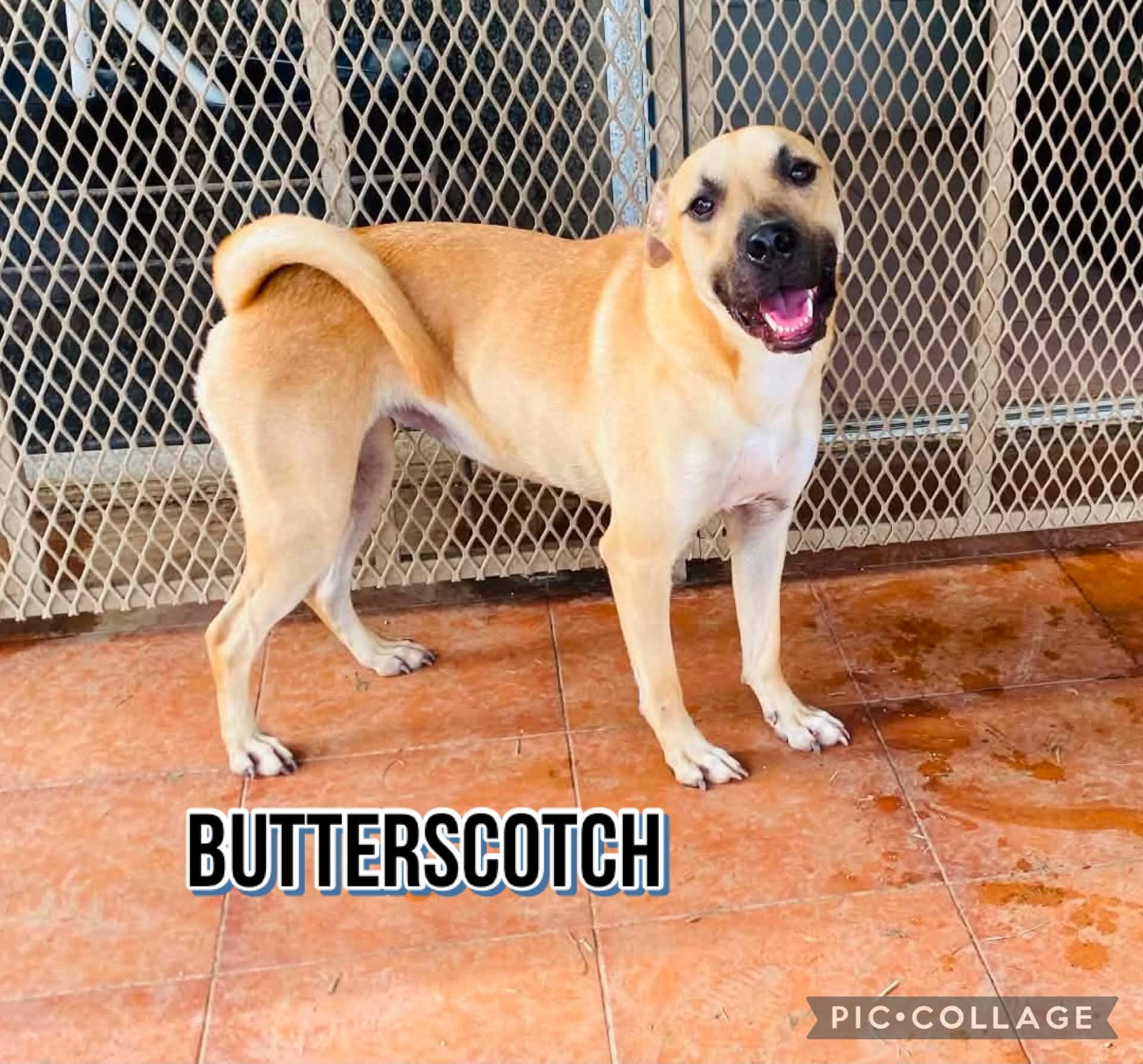 BUTTERSCOTCH, Adoptable, Adult Female Labrador Retriever.