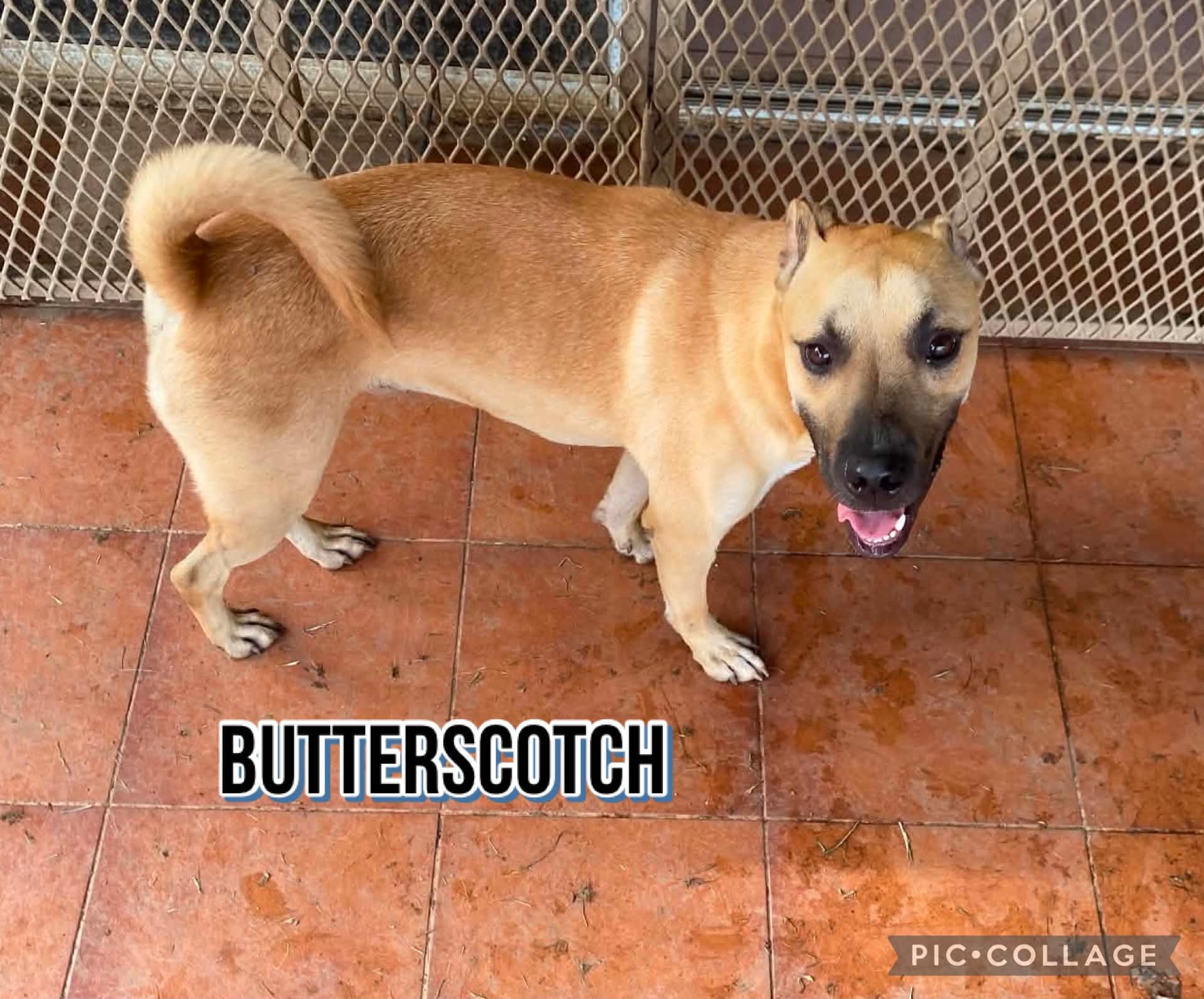 Enlarge BUTTERSCOTCH, a Adoptable mixed breed in Villalba, PR image 6/6