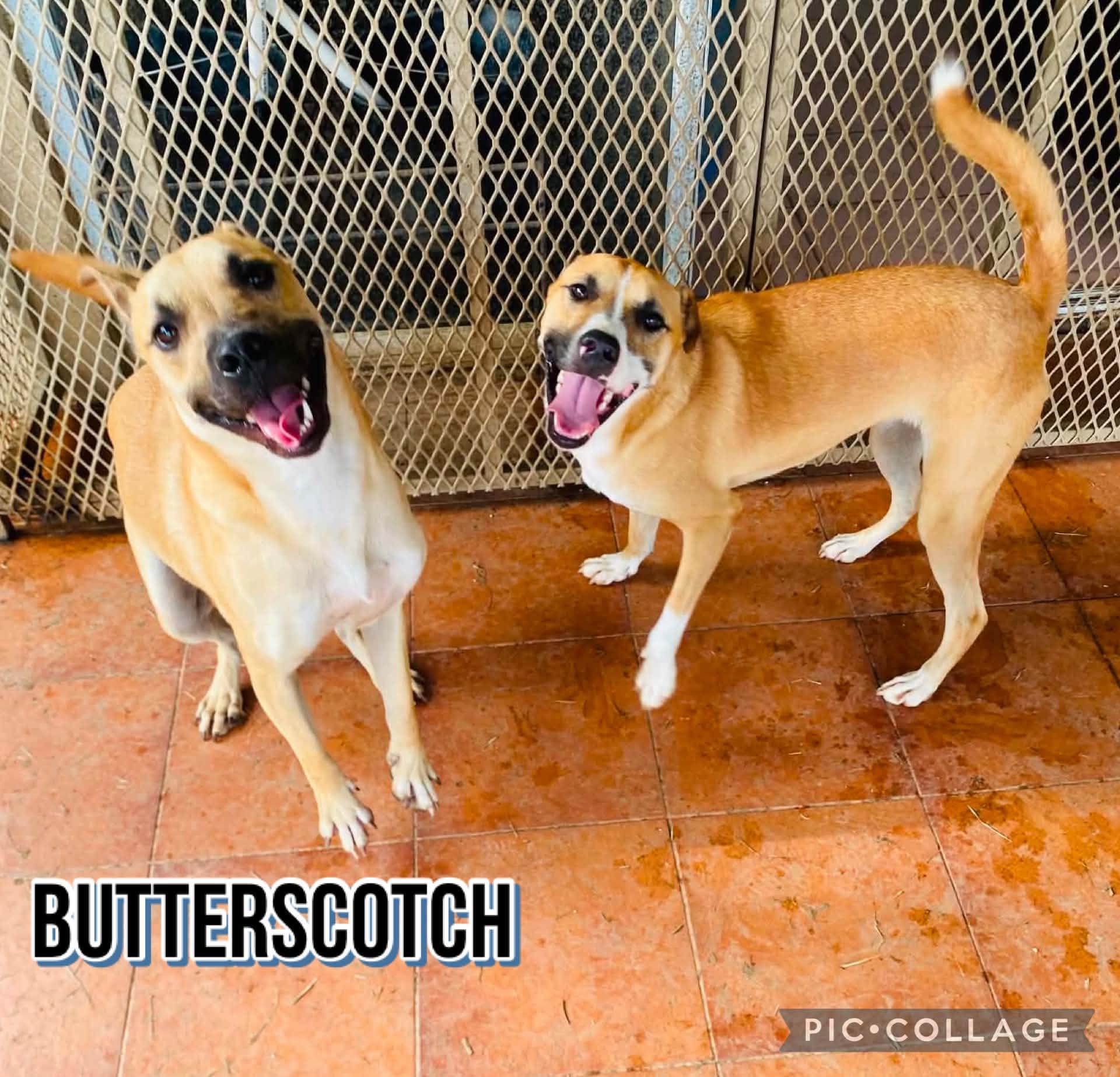 Enlarge BUTTERSCOTCH, a Adoptable mixed breed in Villalba, PR image 5/6