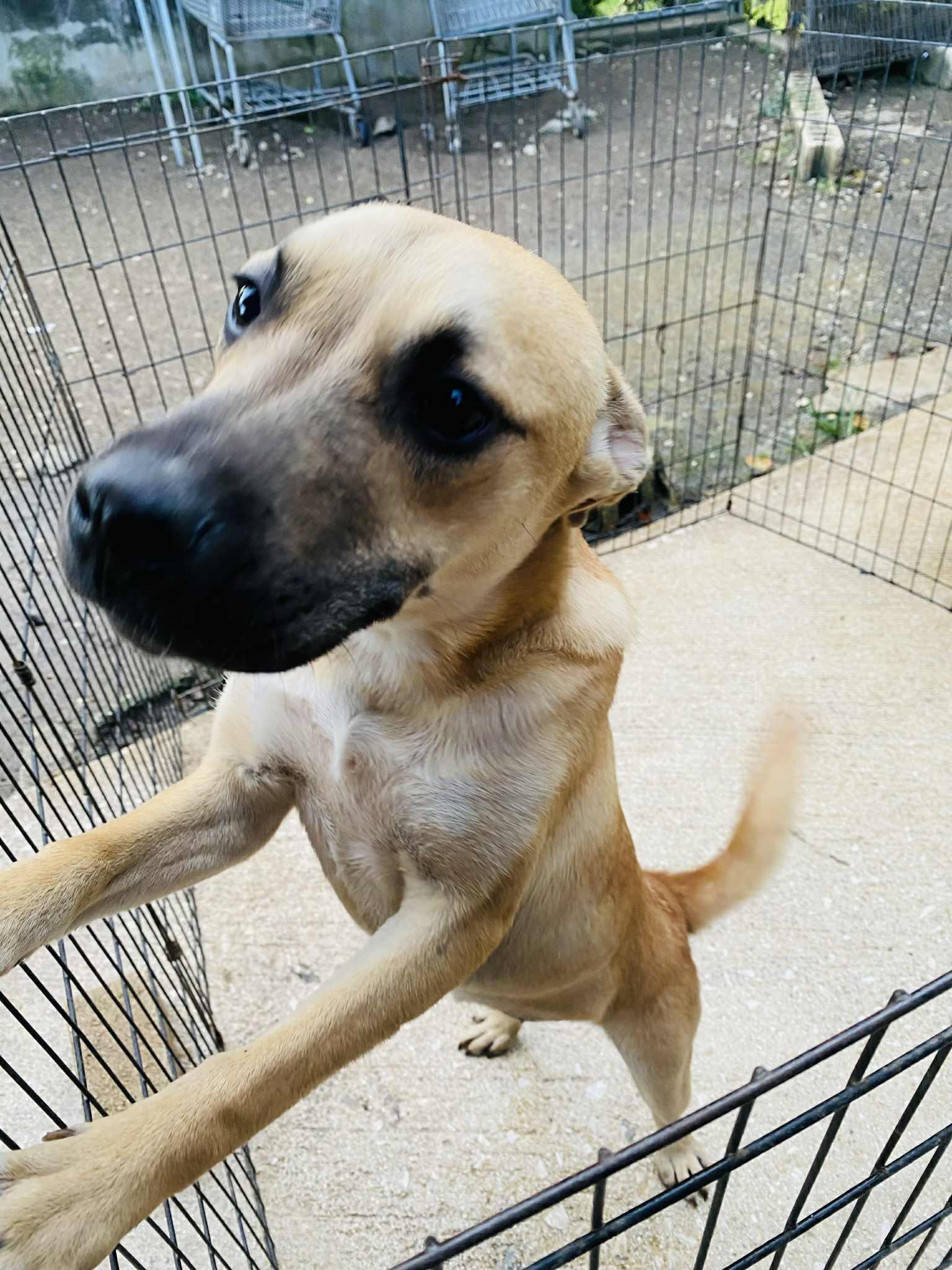 Butterscotch thumbnail 3