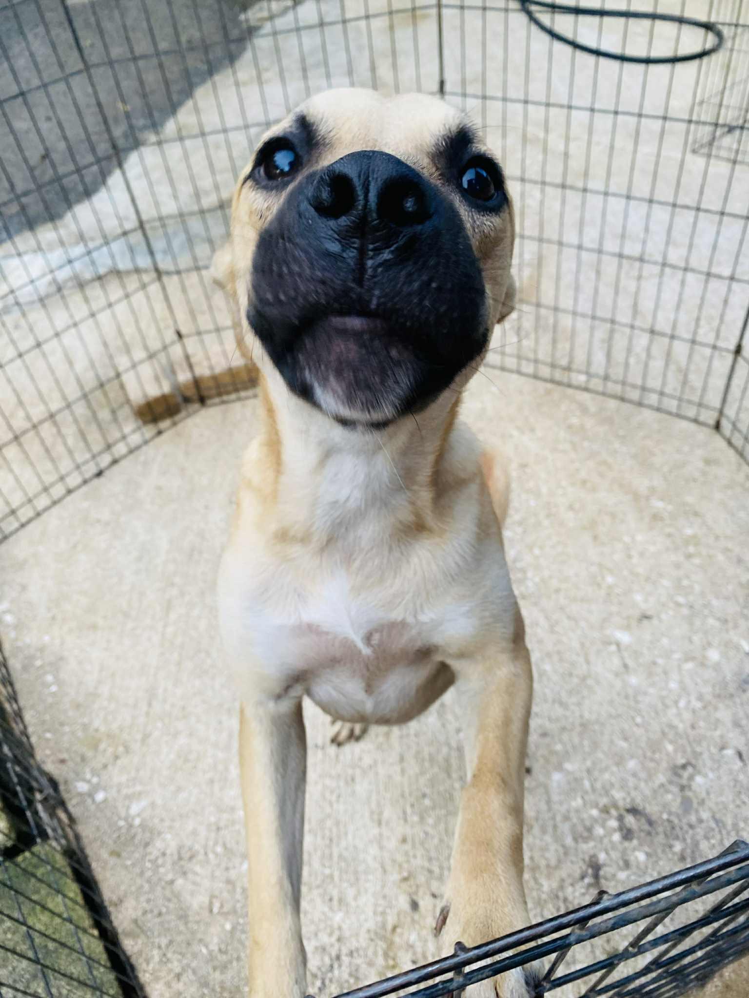 Butterscotch thumbnail 4