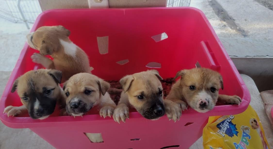 Butterscotch thumbnail 4