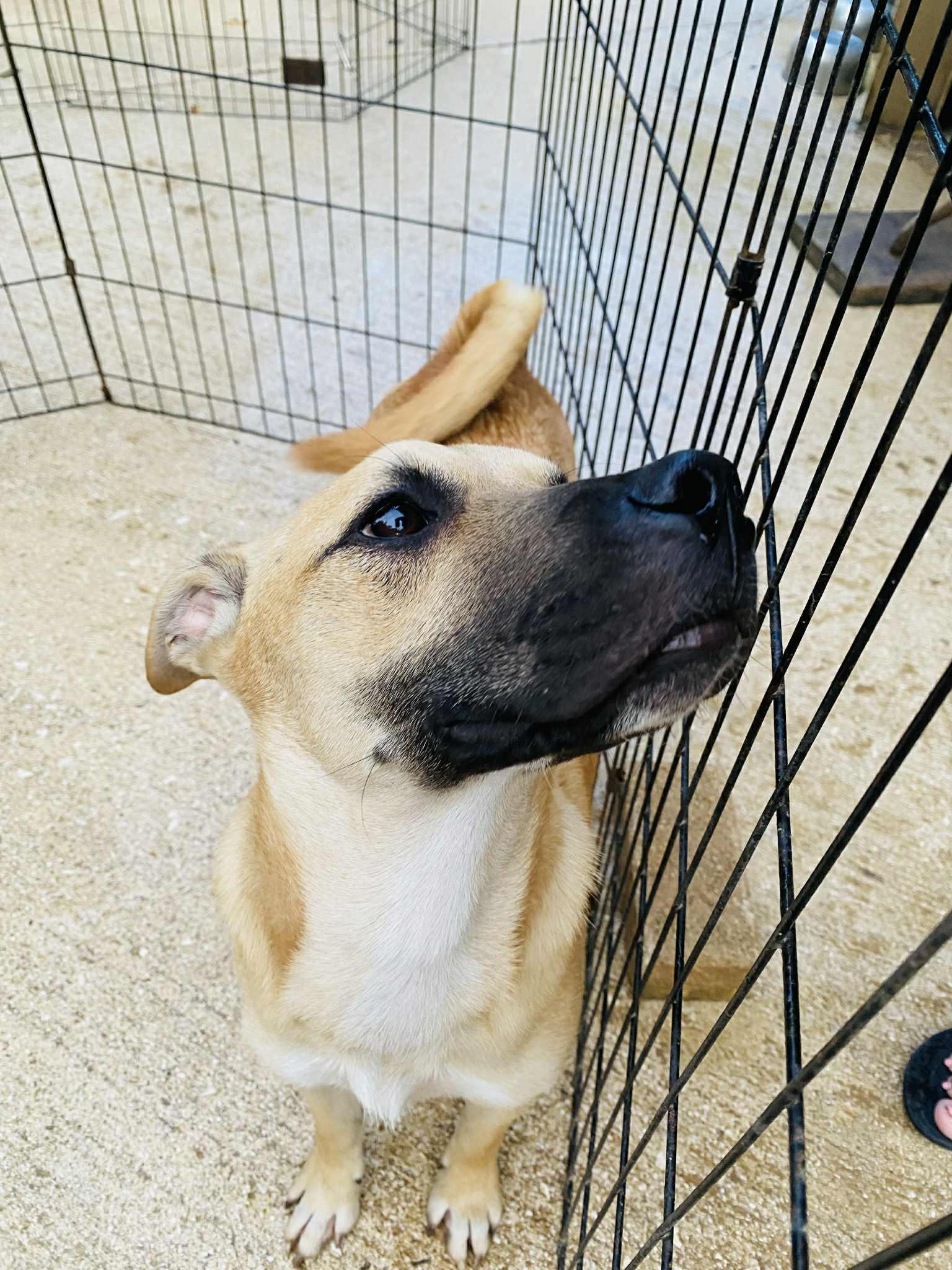 Butterscotch thumbnail 6