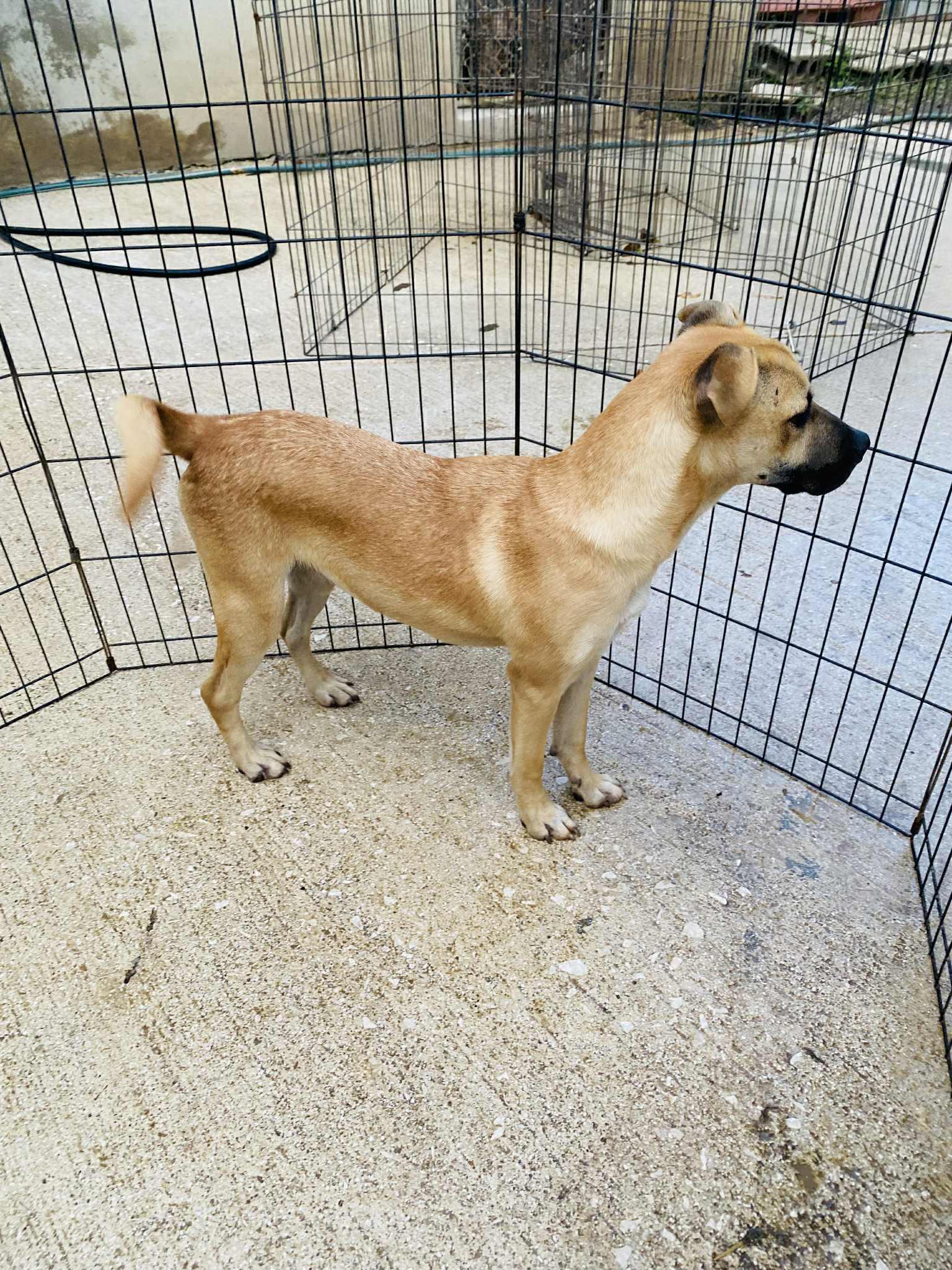 Butterscotch thumbnail 7