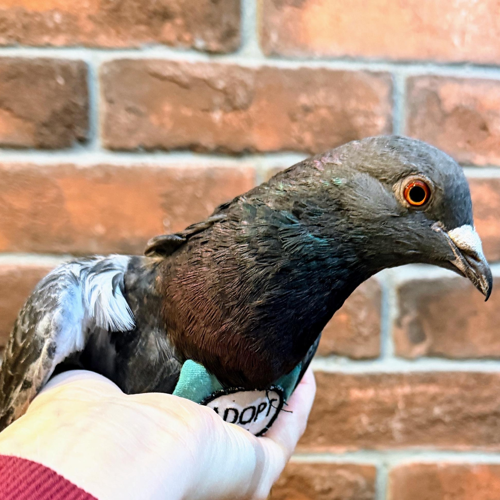 Tiberius, ADOPTABLE, Adult Male Pigeon.