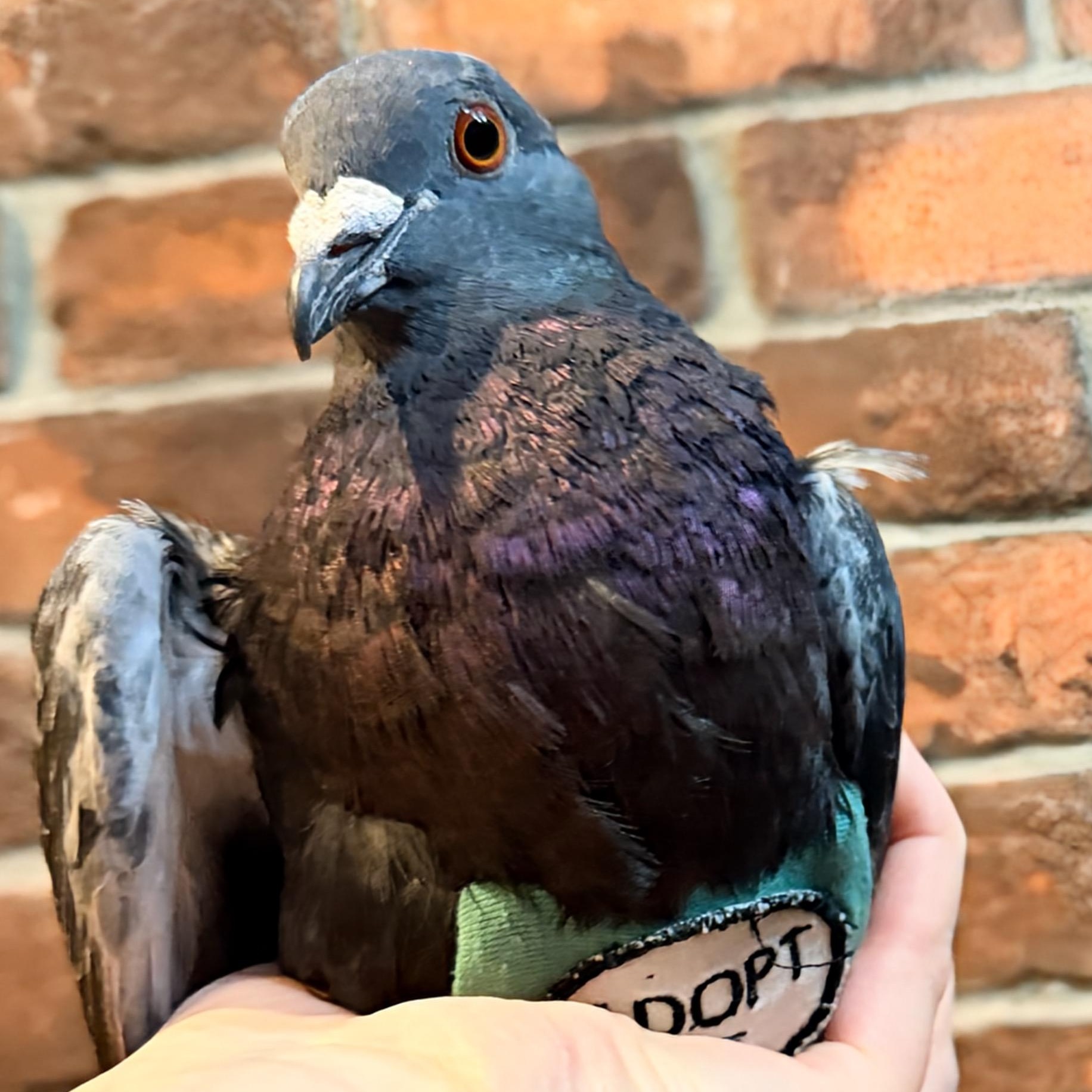 Enlarge Tiberius, a ADOPTABLE Pigeon in Chicago, IL image 2/4