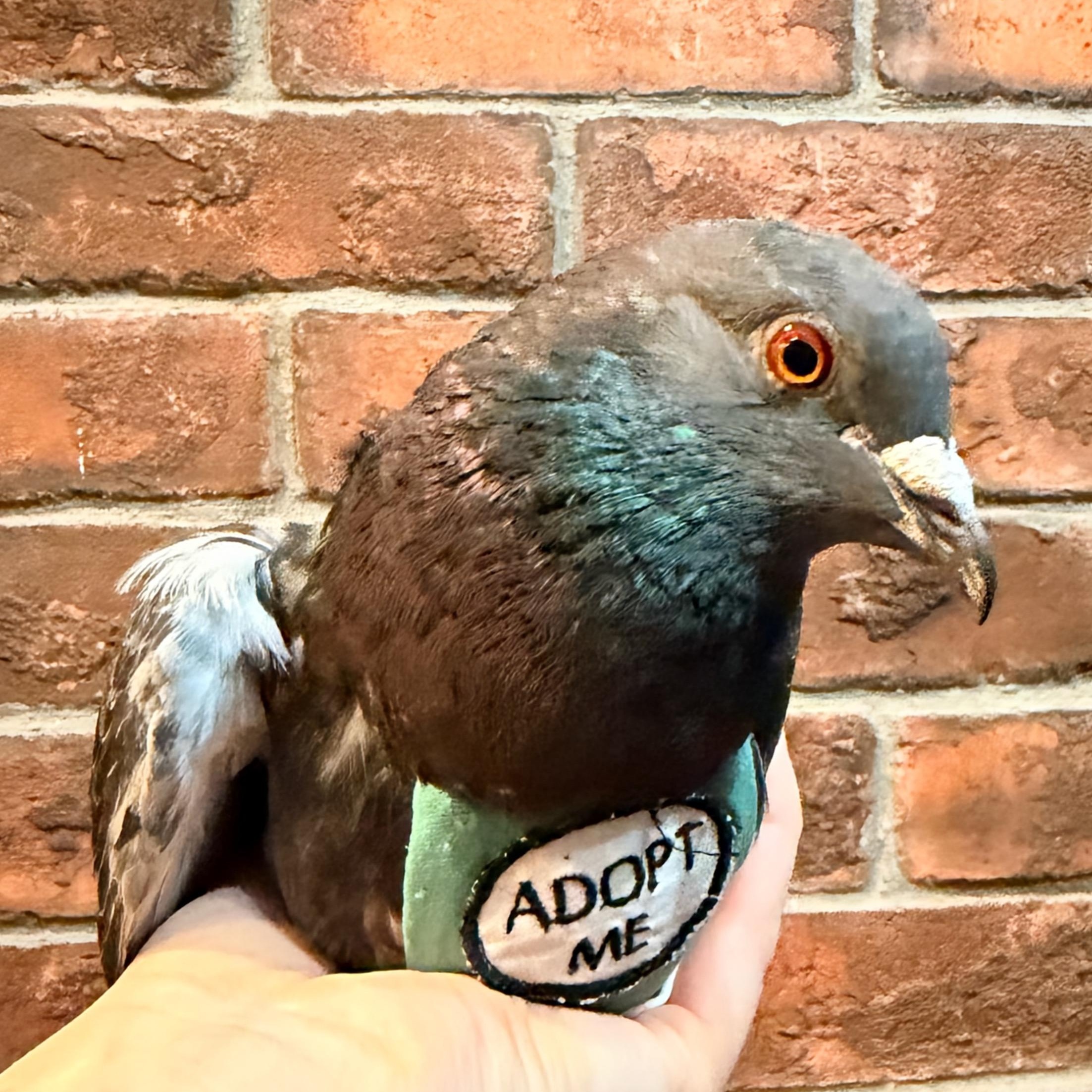 Enlarge Tiberius, a ADOPTABLE Pigeon in Chicago, IL image 3/4