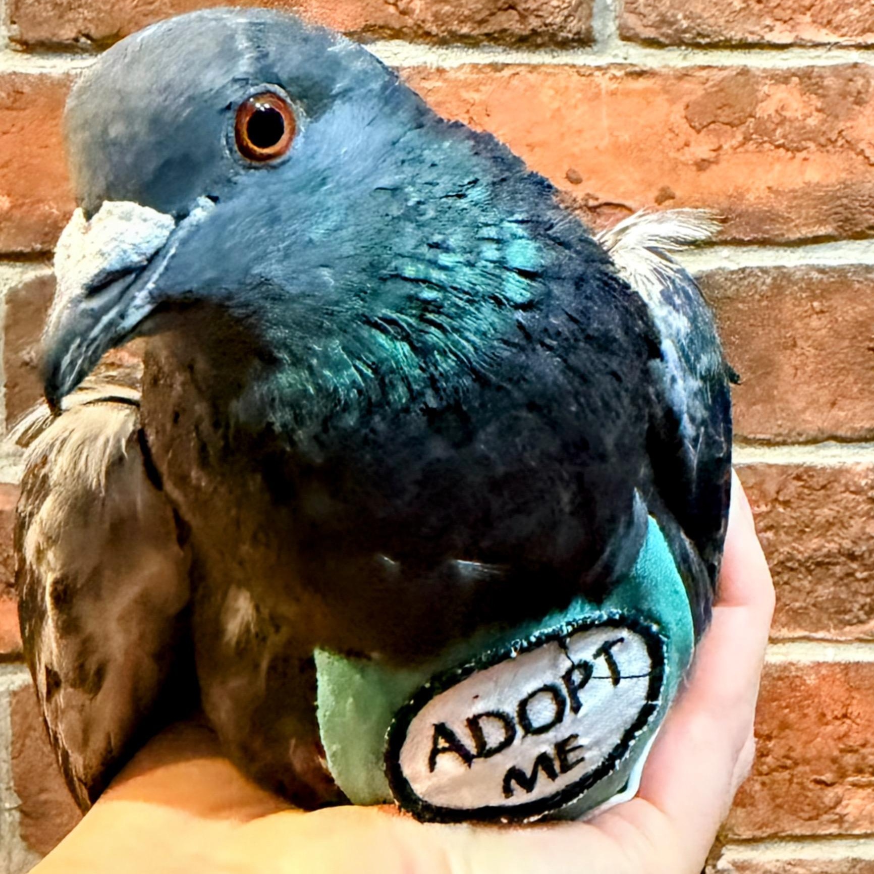 Enlarge Tiberius, a ADOPTABLE Pigeon in Chicago, IL image 4/4