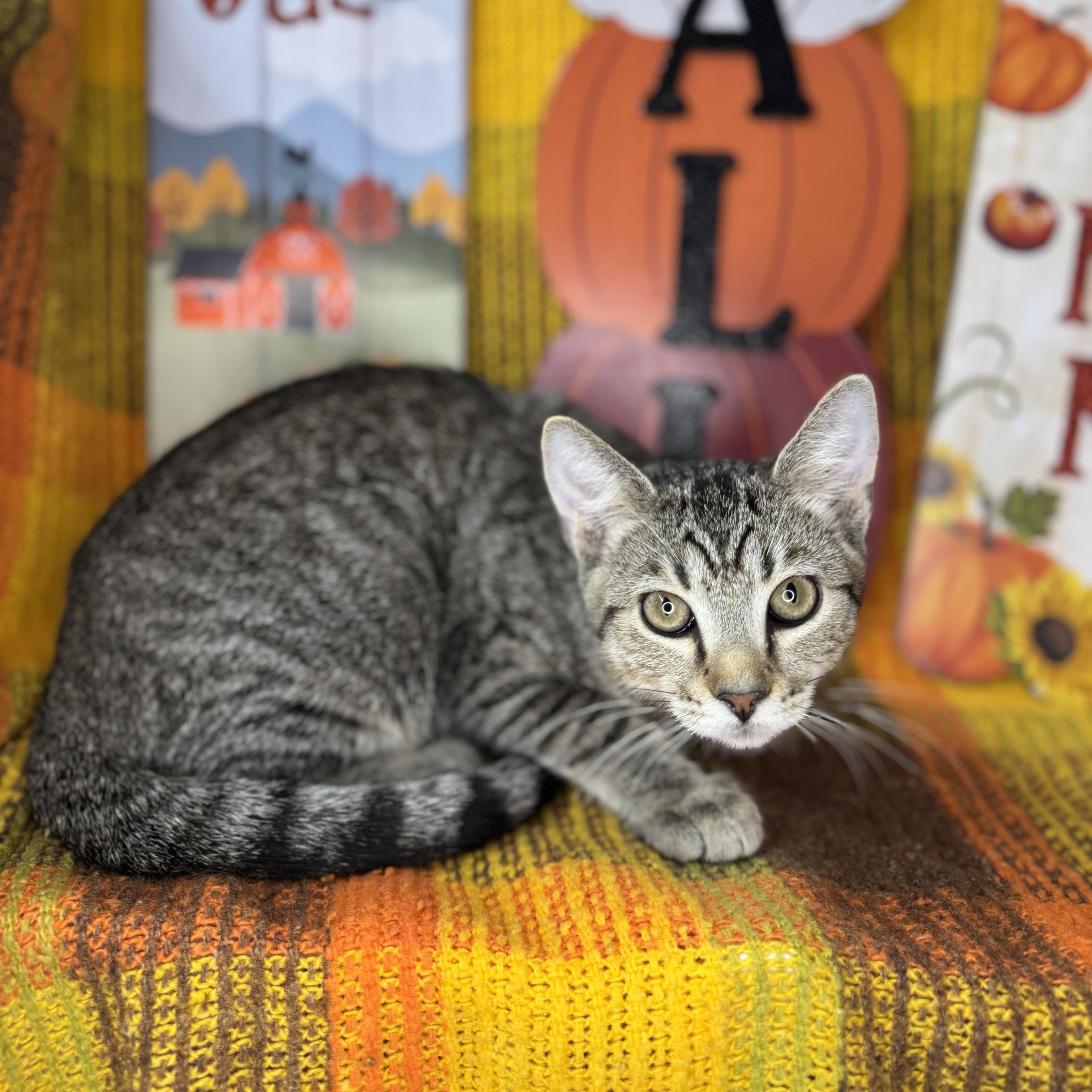 Enlarge Flint, a Adoptable mixed breed in Mount Vernon, IL image 2/6