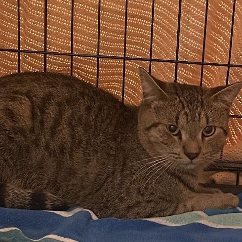 Michael Meowers, Adoptable, Adult Male Domestic Short Hair.
