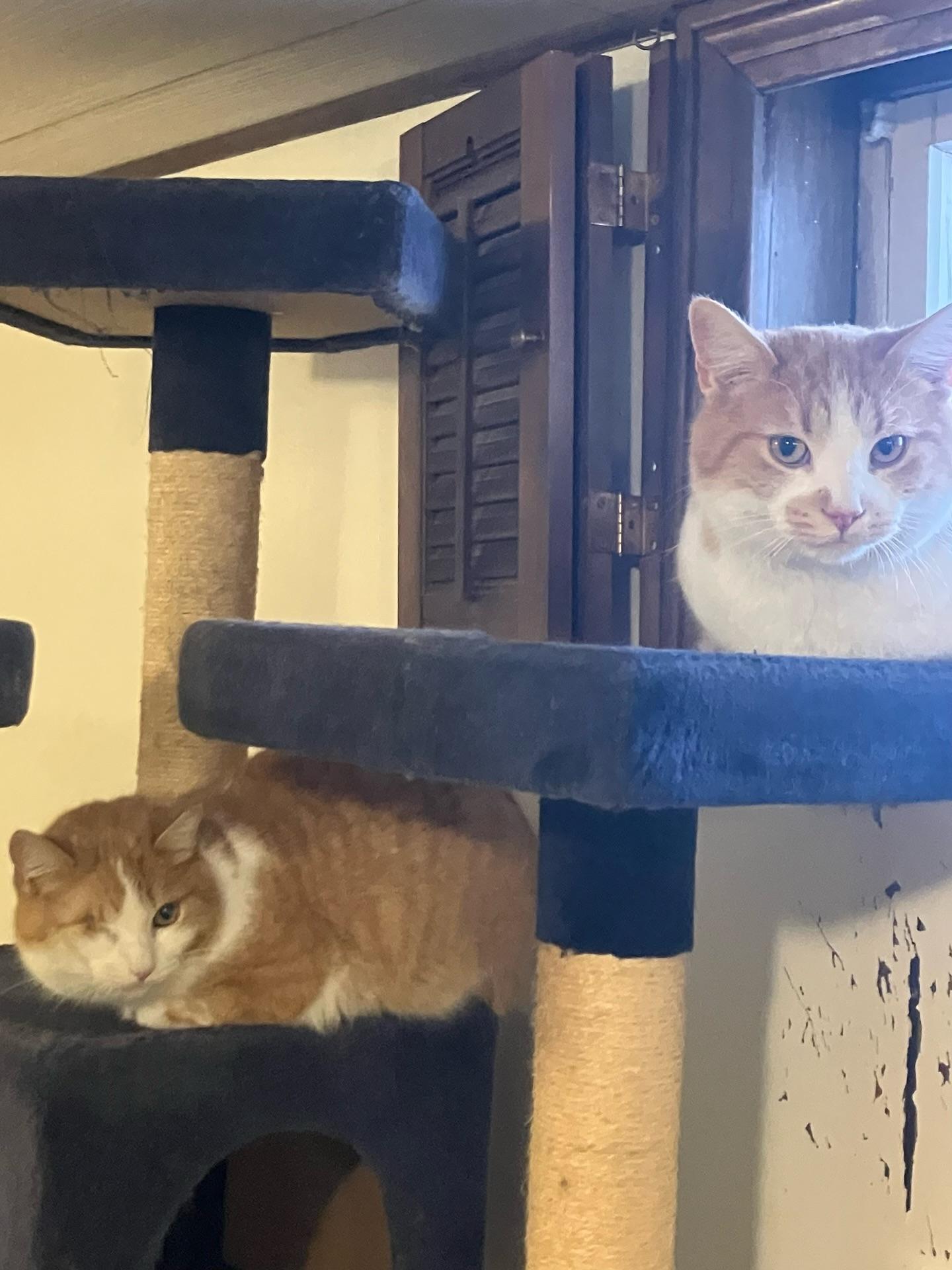 Enlarge Ember *PAIR ADOPTION MUST TAKE BOTH*, a ADOPTABLE Domestic Short Hair in Rochester, NY image 2/5