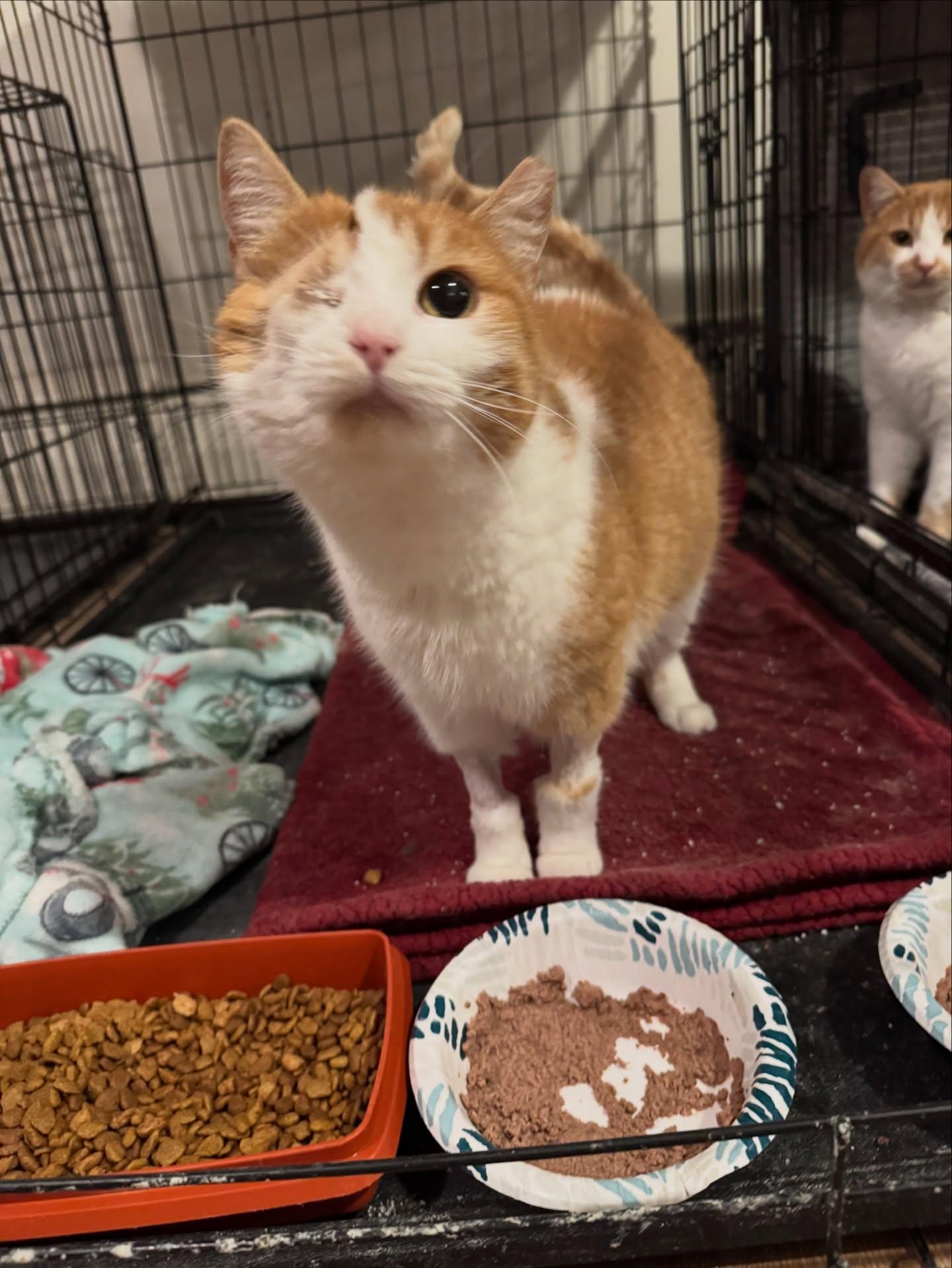 Enlarge Ember *PAIR ADOPTION MUST TAKE BOTH*, a ADOPTABLE Domestic Short Hair in Rochester, NY image 1/5