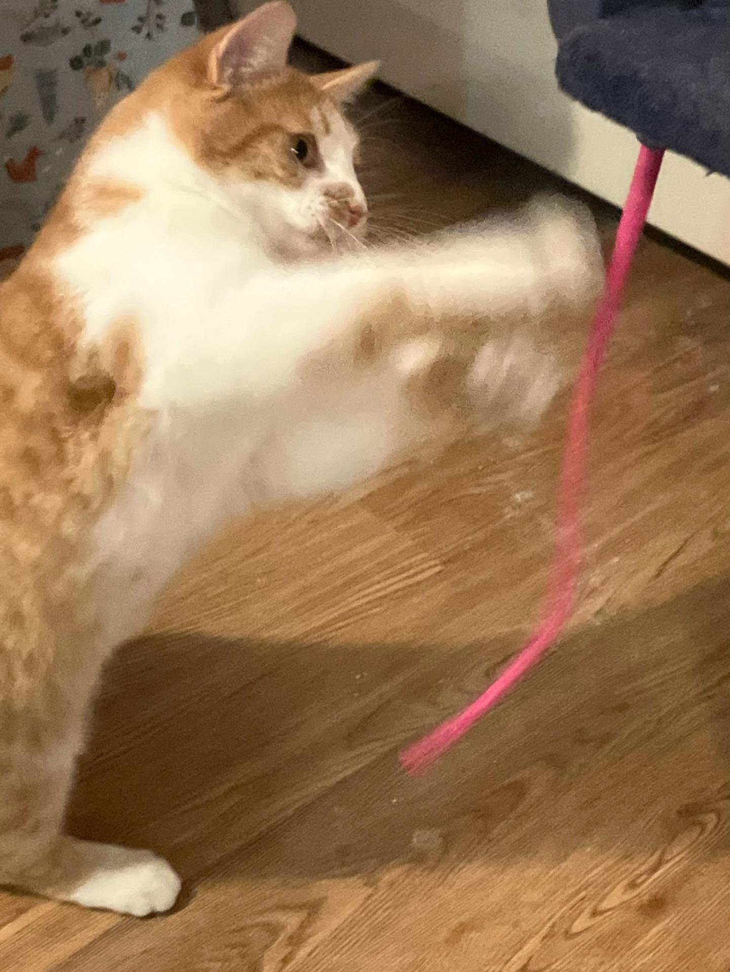 Enlarge Ember *PAIR ADOPTION MUST TAKE BOTH*, a ADOPTABLE Domestic Short Hair in Rochester, NY image 5/5