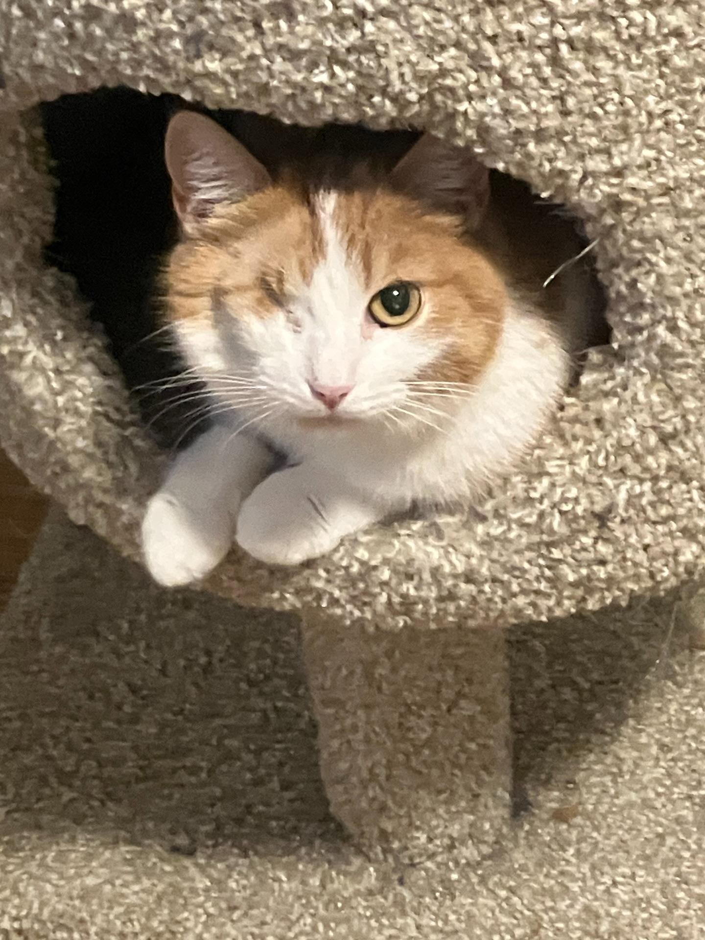 Enlarge Ember *PAIR ADOPTION MUST TAKE BOTH*, a ADOPTABLE Domestic Short Hair in Rochester, NY image 3/5