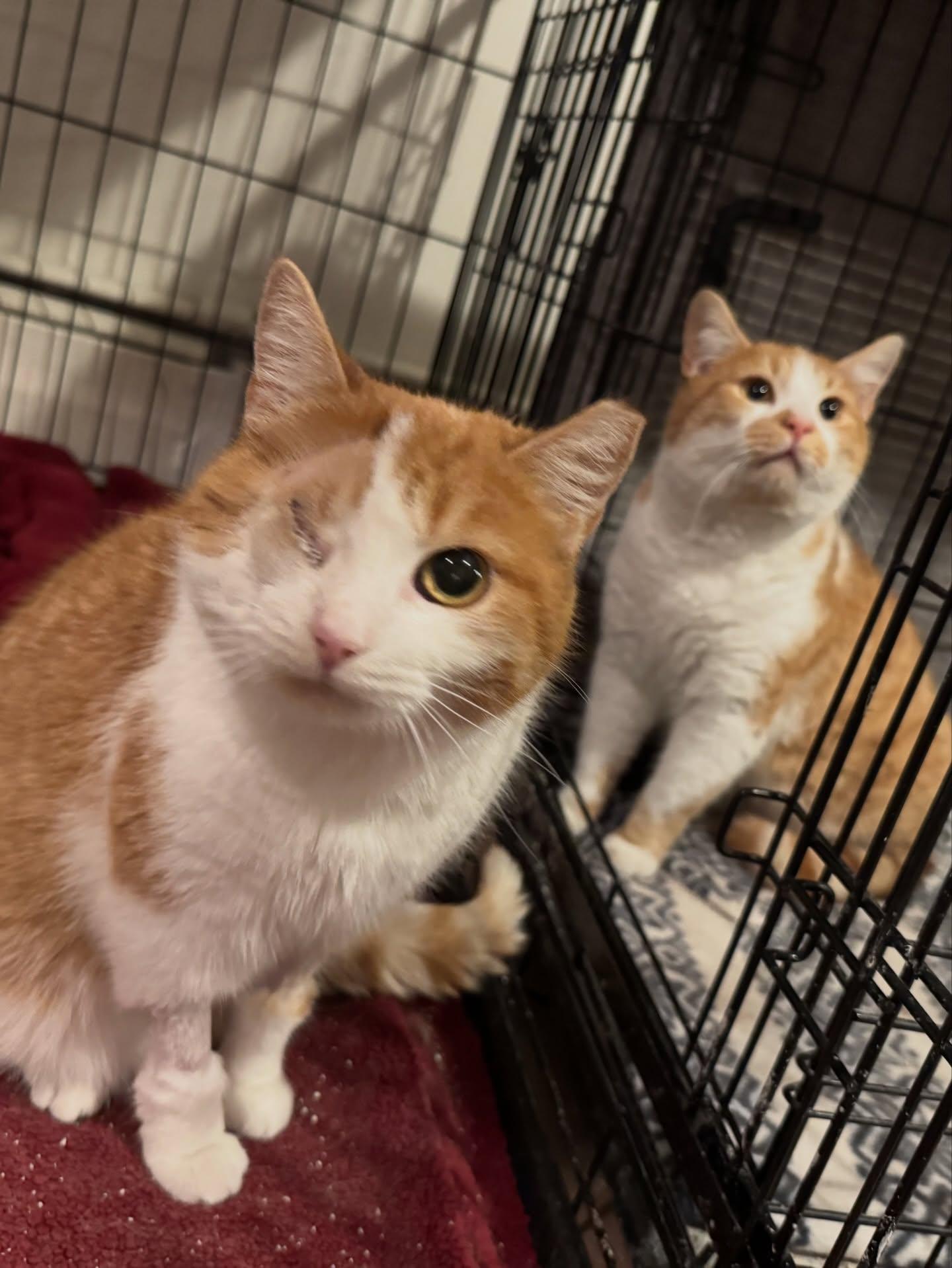 Enlarge Ember *PAIR ADOPTION MUST TAKE BOTH*, a ADOPTABLE Domestic Short Hair in Rochester, NY image 4/5