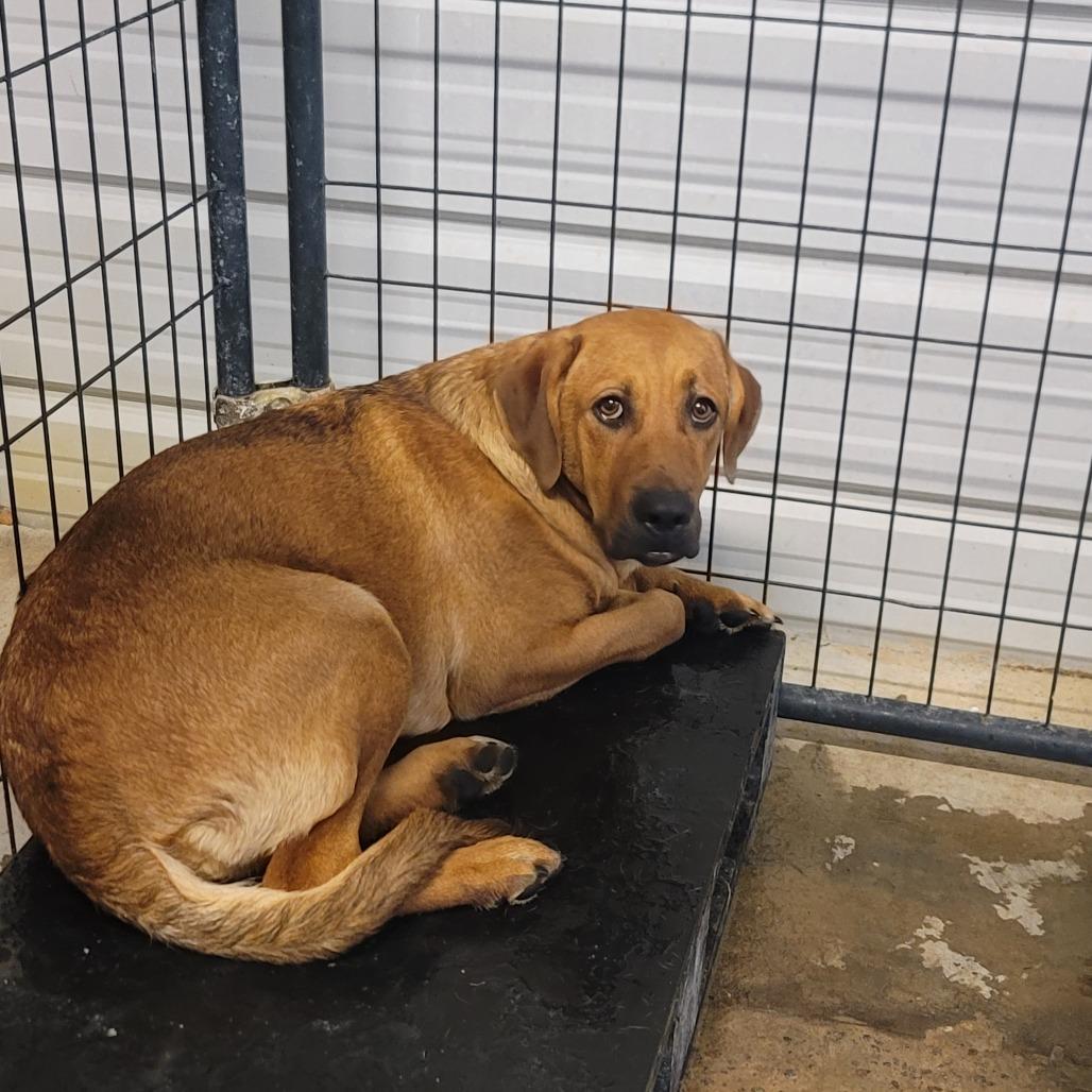 Tammy, a Adoptable Mixed Breed in Dillon, SC image 1/2