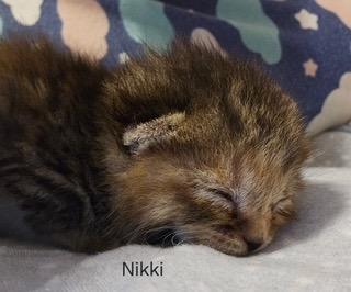 Nikki, Adopted, Kitten Female Domestic Short Hair.