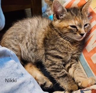 Nikki, a Adopted mixed breed in Parkville, MD image 2/3