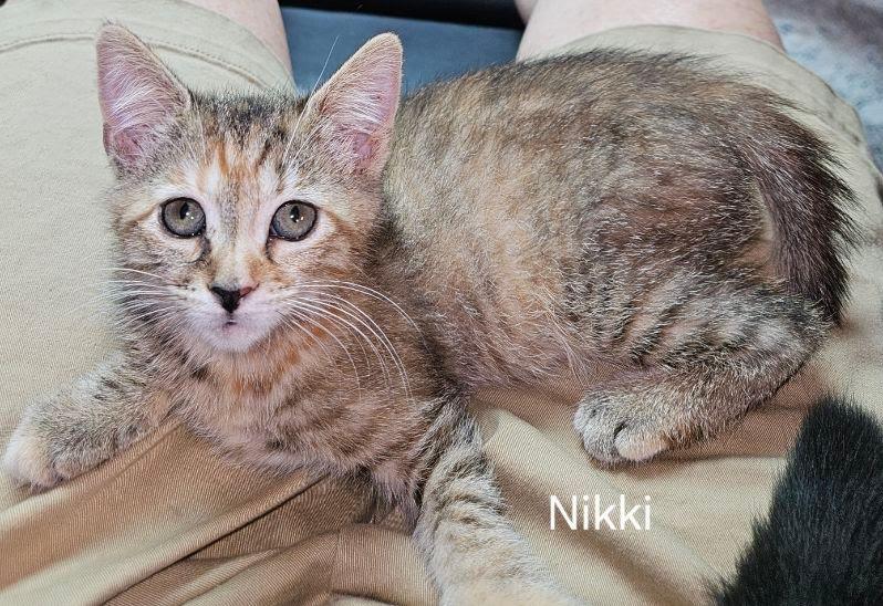 Nikki, a Adopted mixed breed in Parkville, MD image 3/3