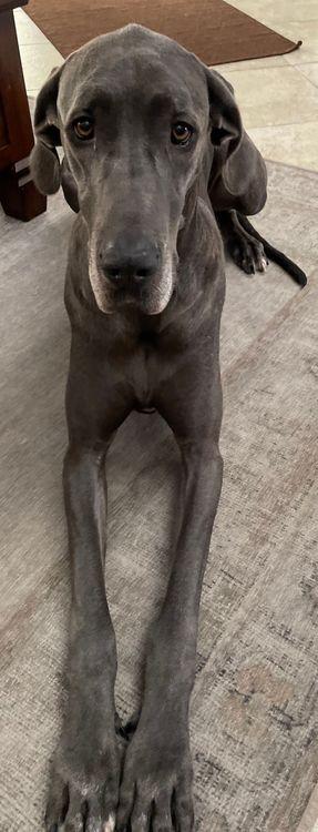 Lulu - BONDED photo 5