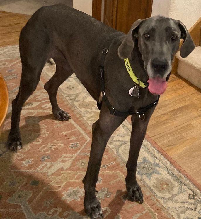 Lulu - BONDED photo 2