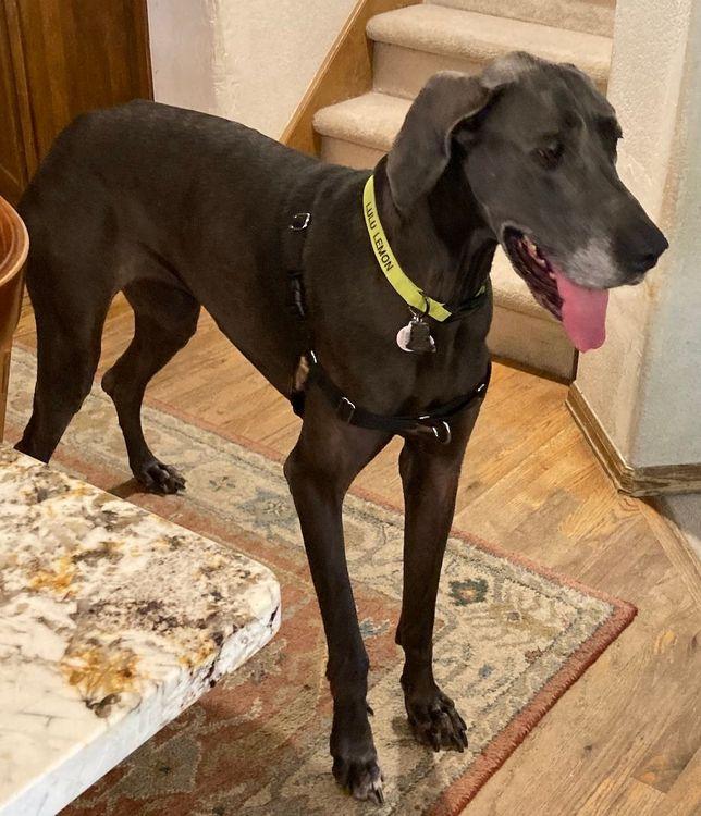Lulu - BONDED, Adult Female unknown