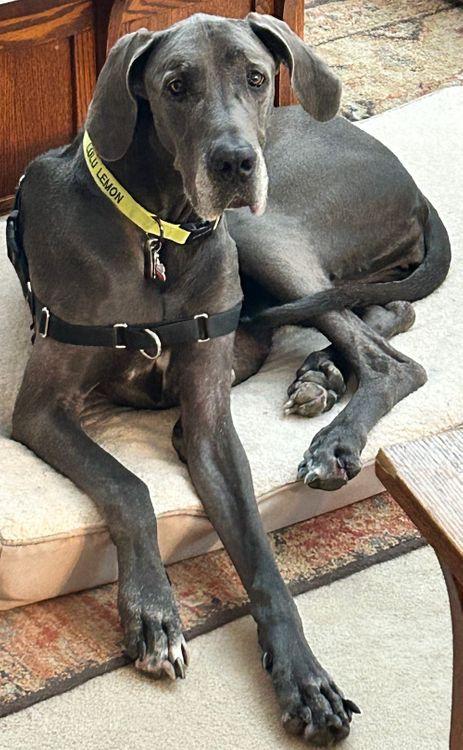 Lulu - BONDED photo 3