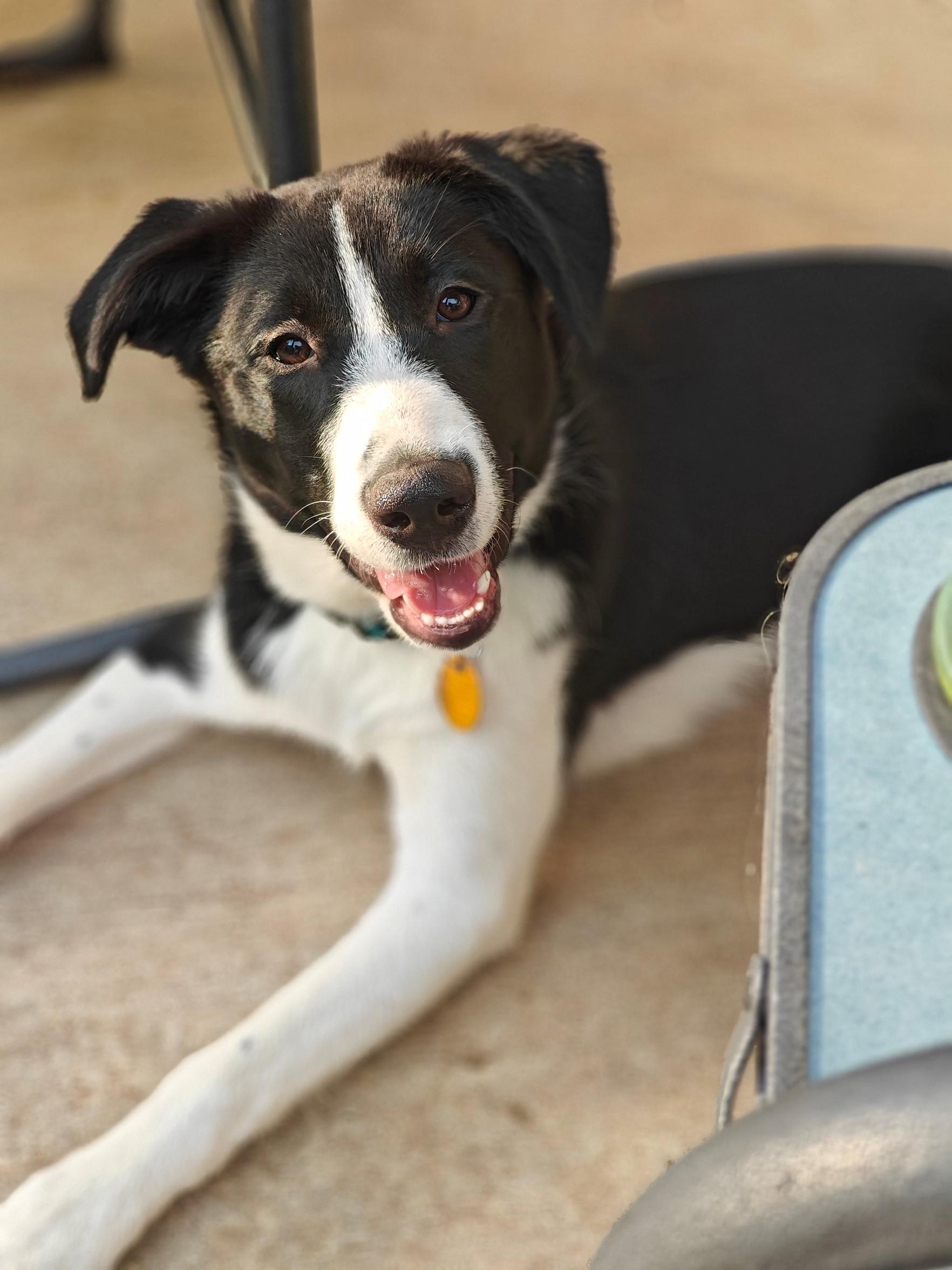 ELL, adopted, Young Female Border Collie.