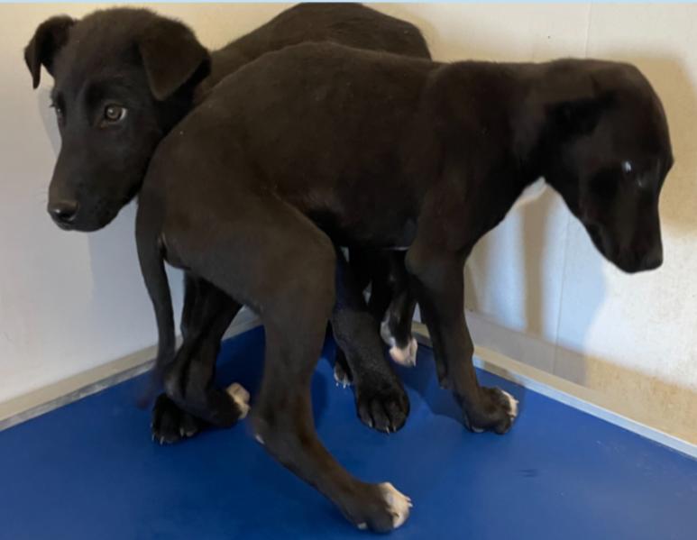 Zuzu and Zadie, ADOPTABLE, Young Female Mixed Breed.