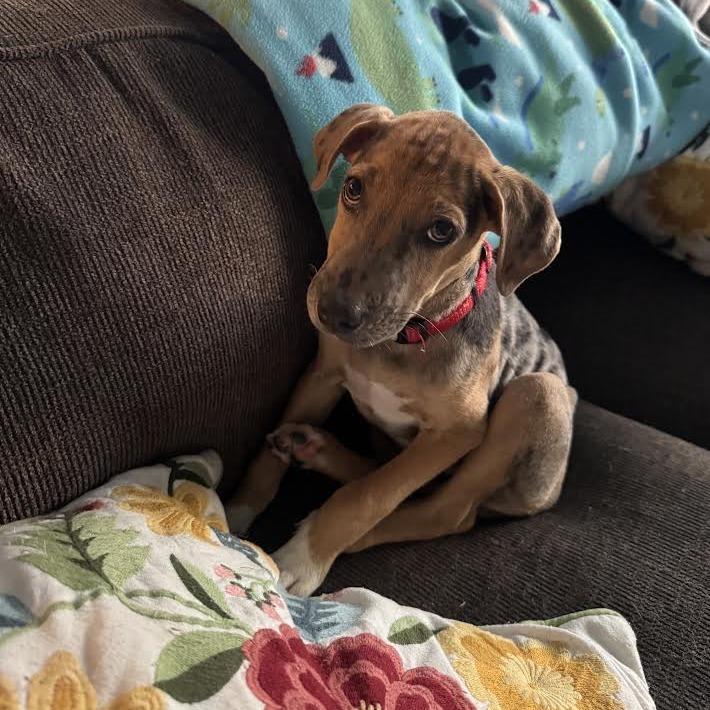 Ranger Smith D70635, Adoptable, Puppy Male Catahoula Leopard Dog & Mixed Breed.