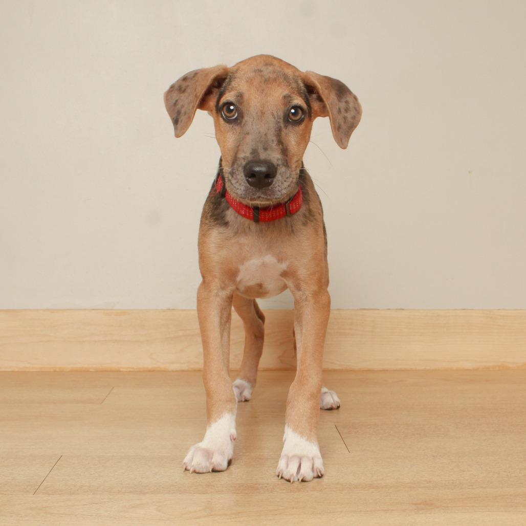 Enlarge Ranger Smith D70635, a Adoptable mixed breed in Minnetonka, MN image 2/6