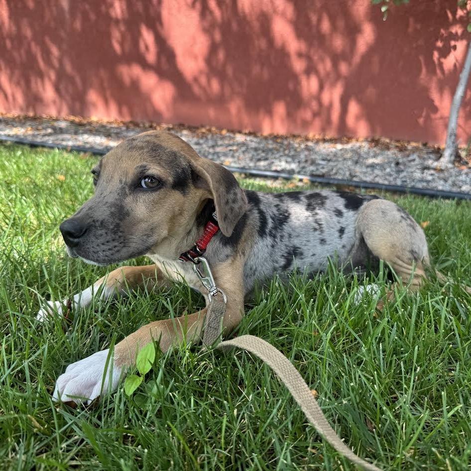 Enlarge Ranger Smith D70635, a Adoptable mixed breed in Minnetonka, MN image 3/6