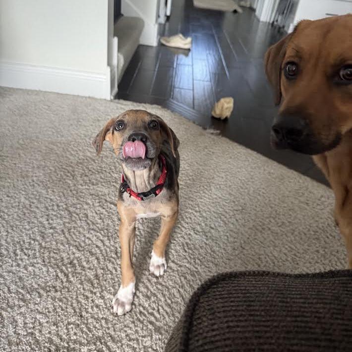 Enlarge Ranger Smith D70635, a Adoptable mixed breed in Minnetonka, MN image 4/6