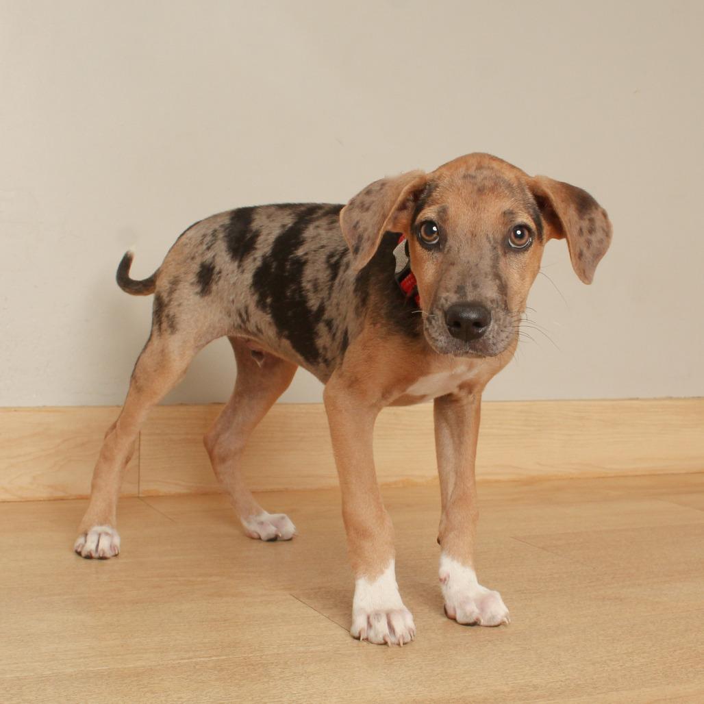 Enlarge Ranger Smith D70635, a Adoptable mixed breed in Minnetonka, MN image 5/6