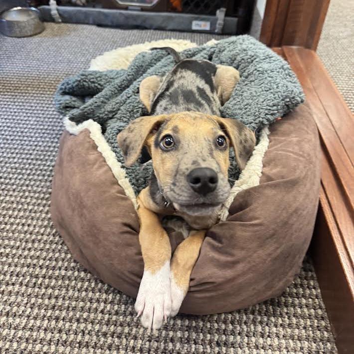 Enlarge Ranger Smith D70635, a Adoptable mixed breed in Minnetonka, MN image 6/6