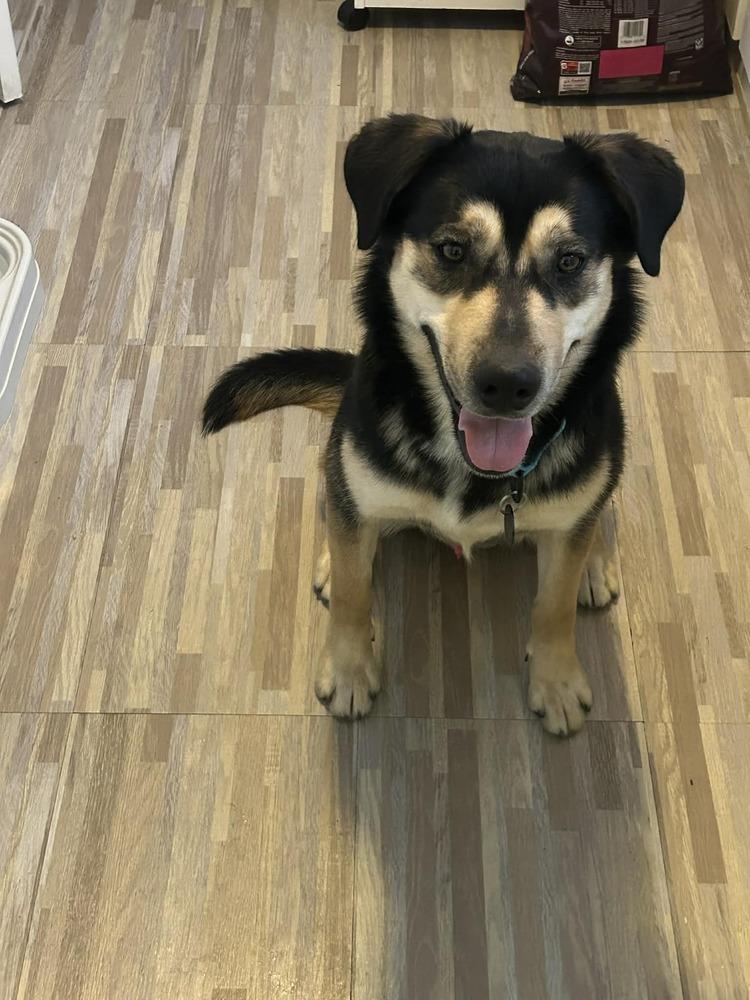 Blitz, a Adoptable mixed breed in Springdale, PA image 1/6