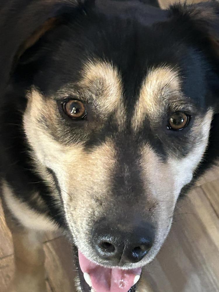 Blitz, a Adoptable mixed breed in Springdale, PA image 2/6