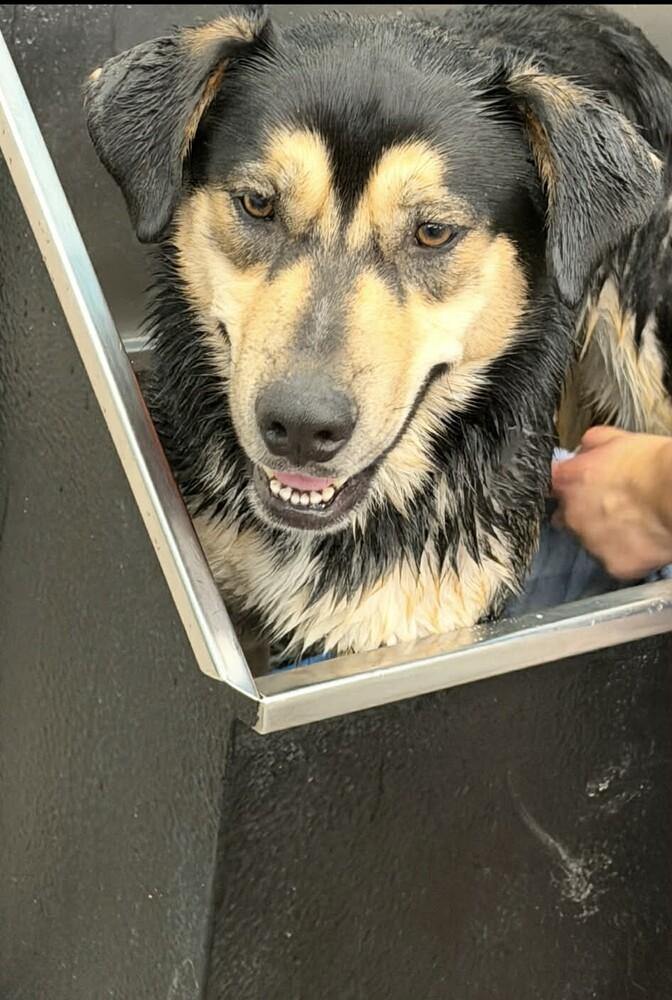 Blitz, a Adoptable mixed breed in Springdale, PA image 3/6