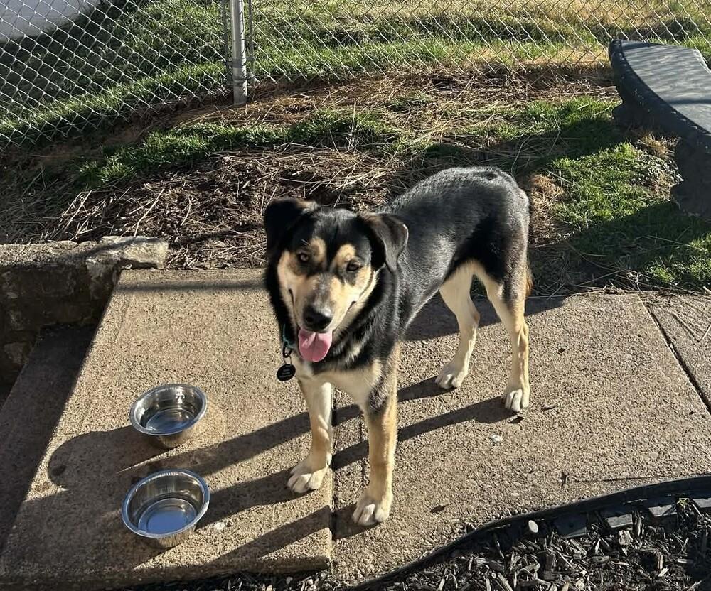 Blitz, a Adoptable mixed breed in Springdale, PA image 4/6