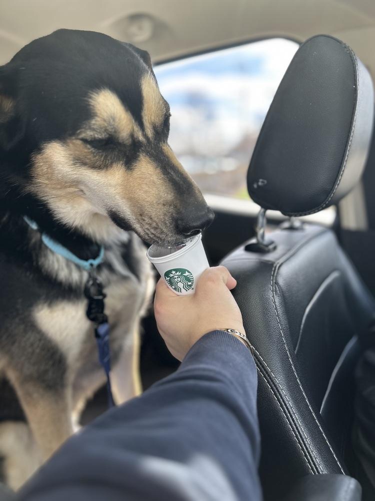 Enlarge Blitz, a Adoptable mixed breed in Springdale, PA image 3/6