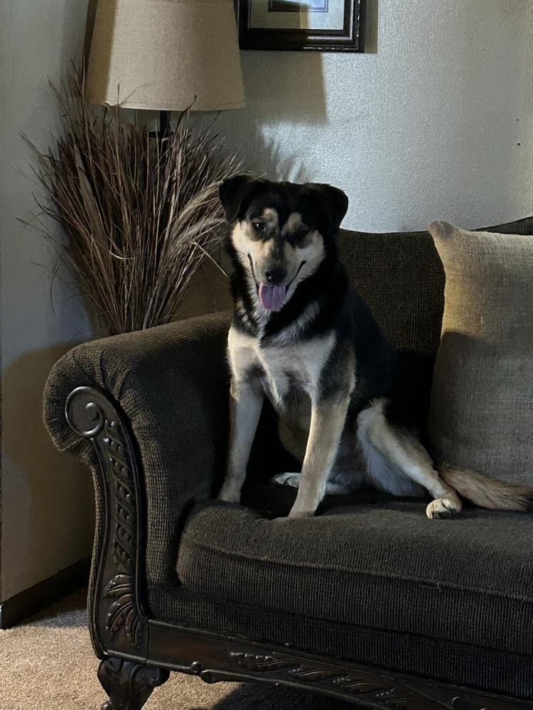 Enlarge Blitz, a Adoptable mixed breed in Springdale, PA image 4/6