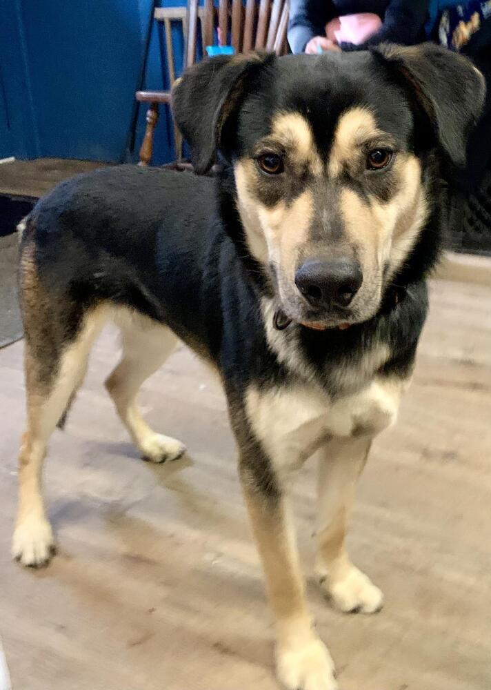 Blitz, a Adoptable mixed breed in Springdale, PA image 5/6