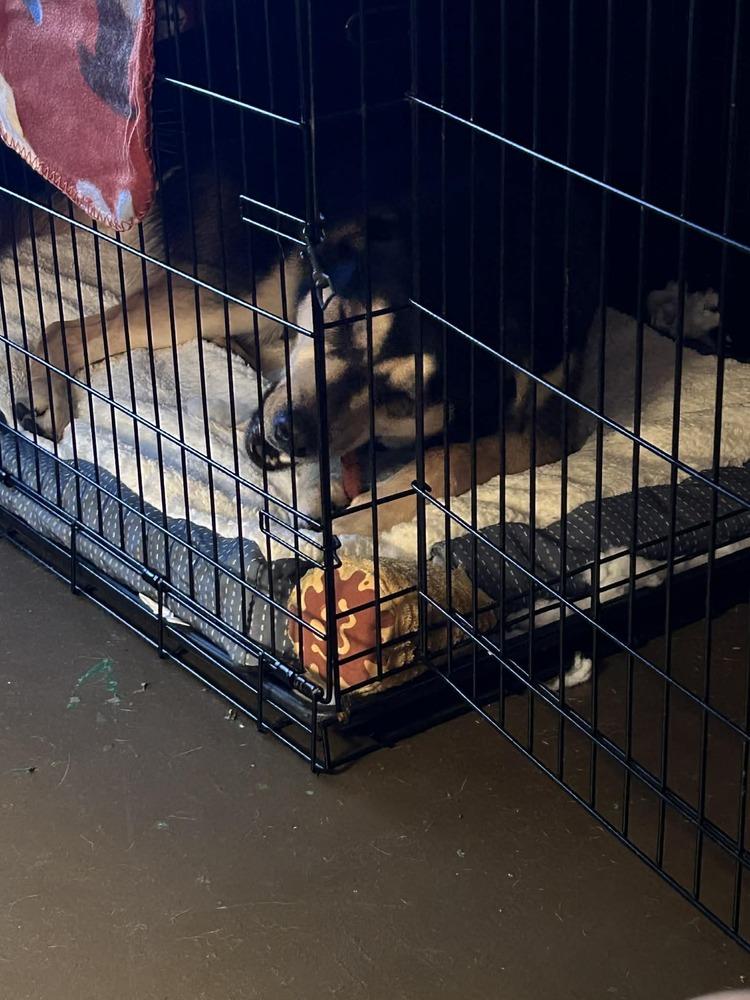 Blitz, Adoptable, Adult Male Shepherd.