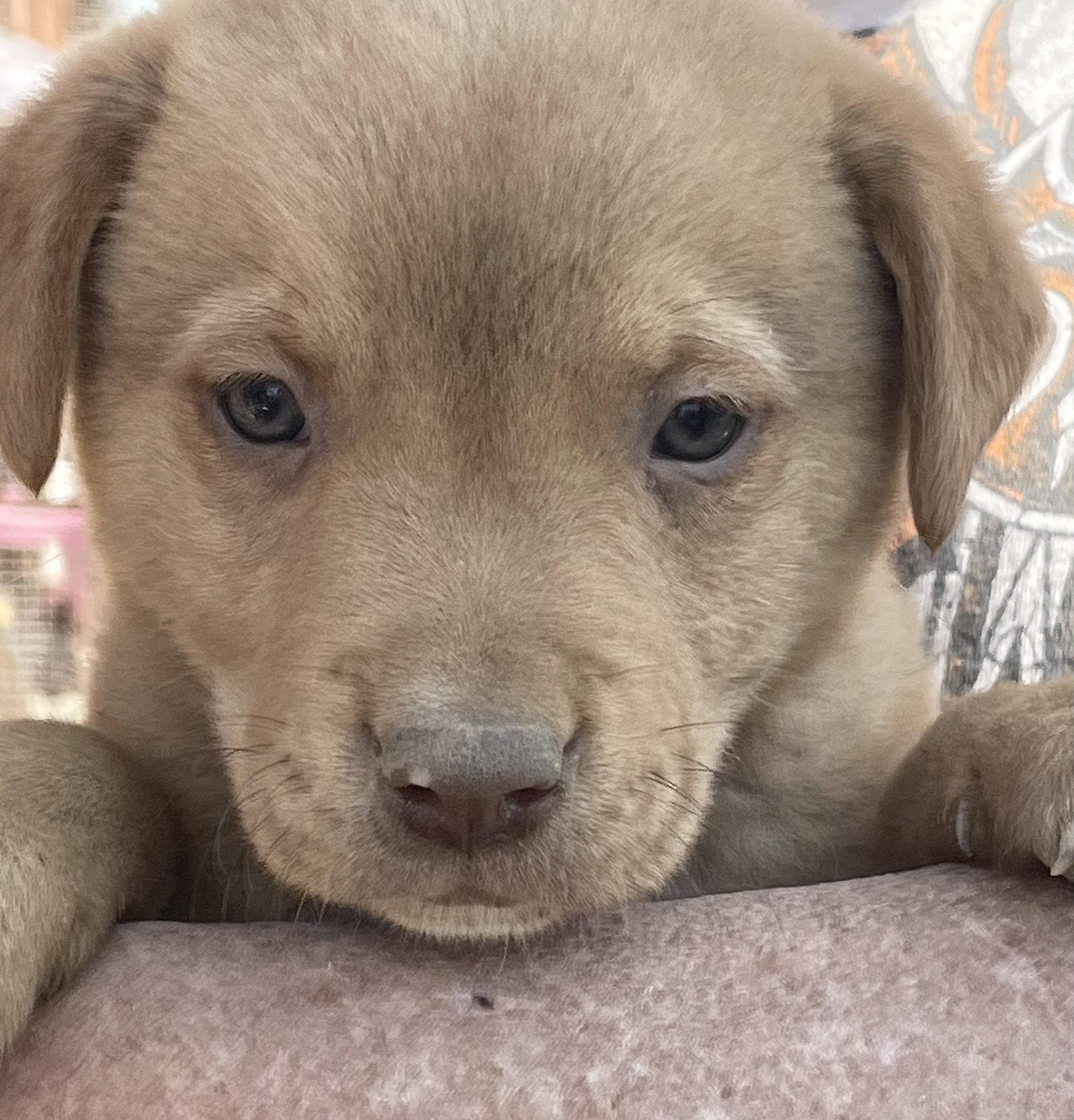 Enlarge Gilbert, a ADOPTABLE mixed breed in Pottstown, PA image 1/1