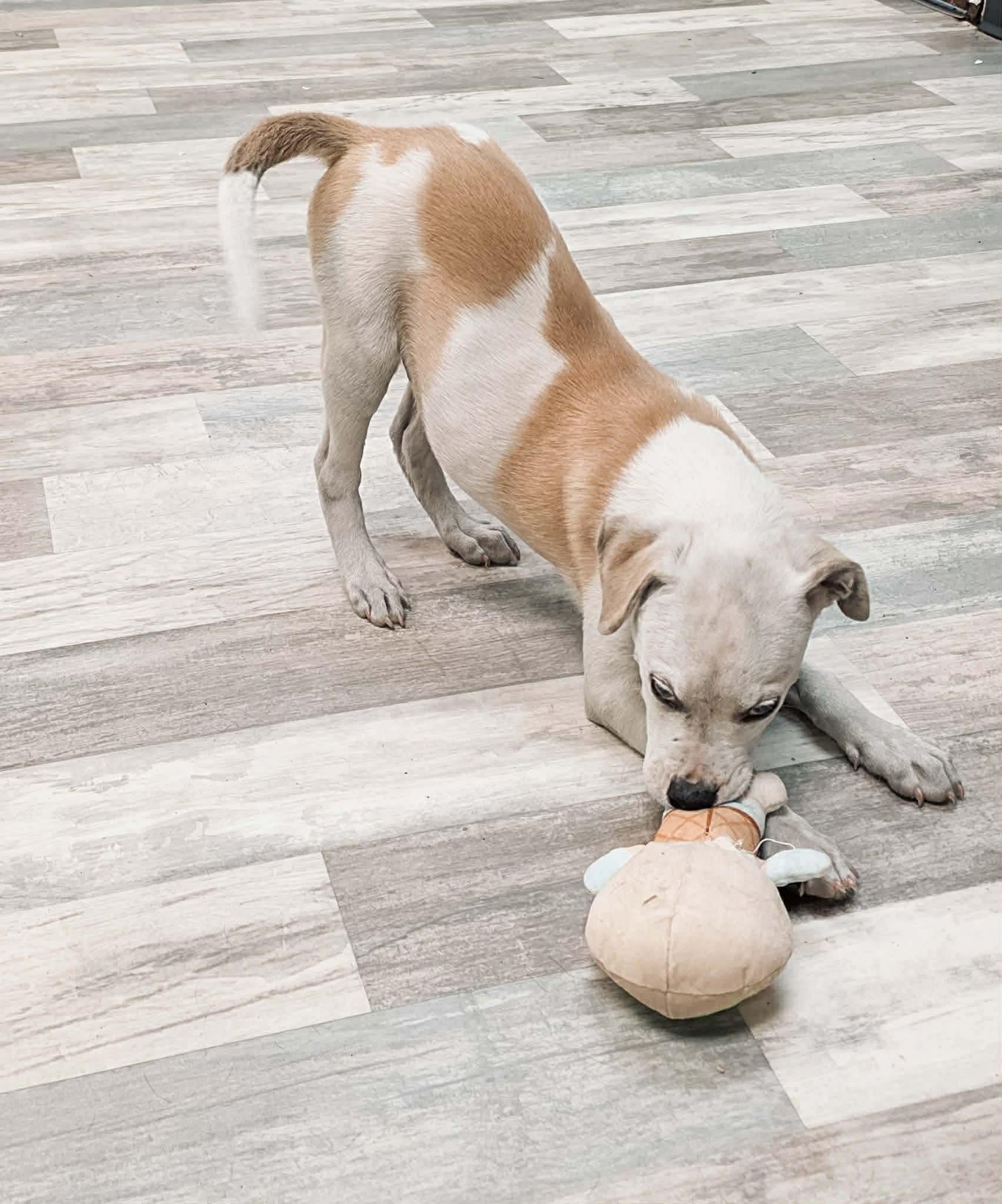 Liam, Adoptable, Puppy Male American Bully.