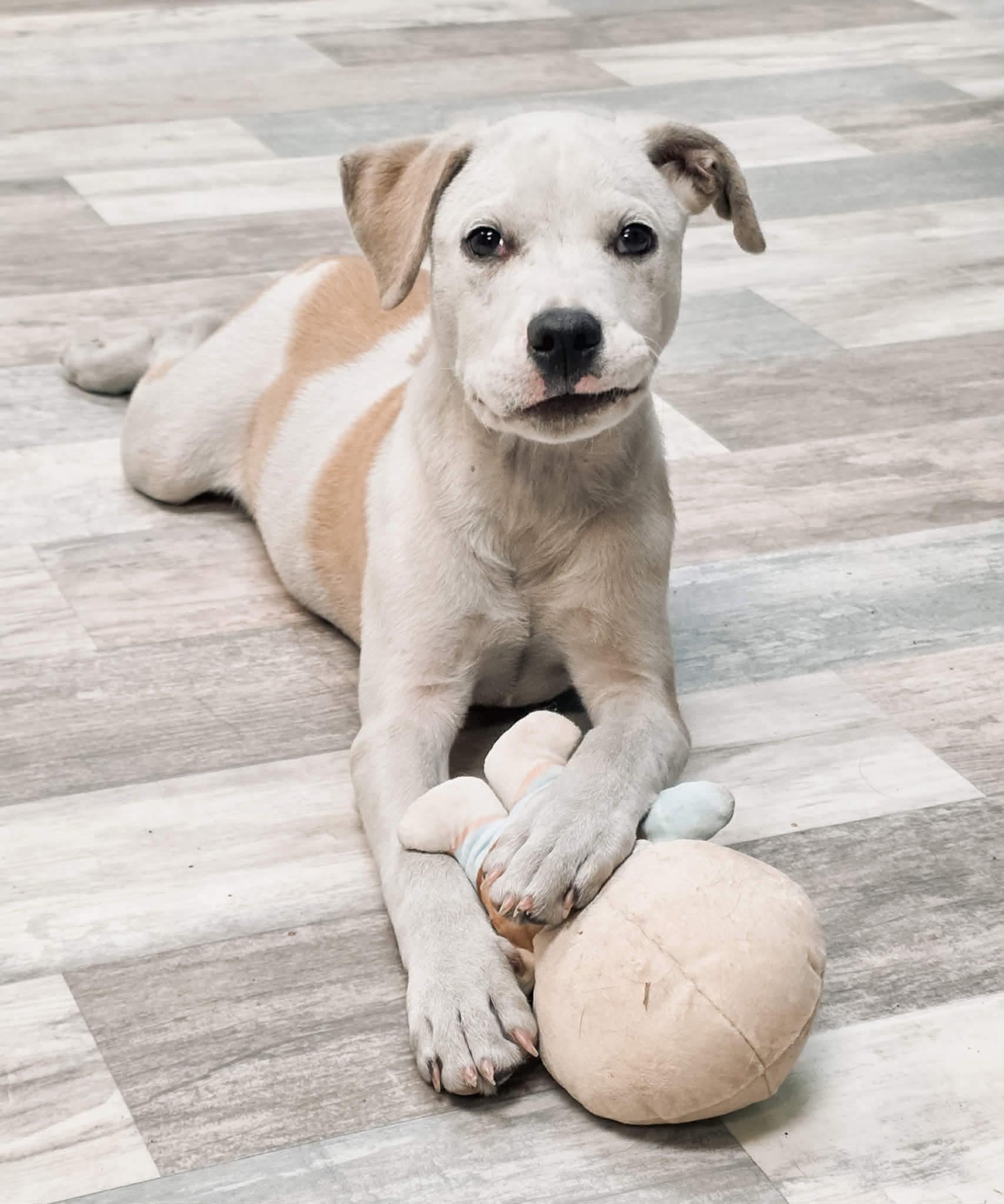 Enlarge Liam, a Adoptable mixed breed in Elkhorn, WI image 2/4