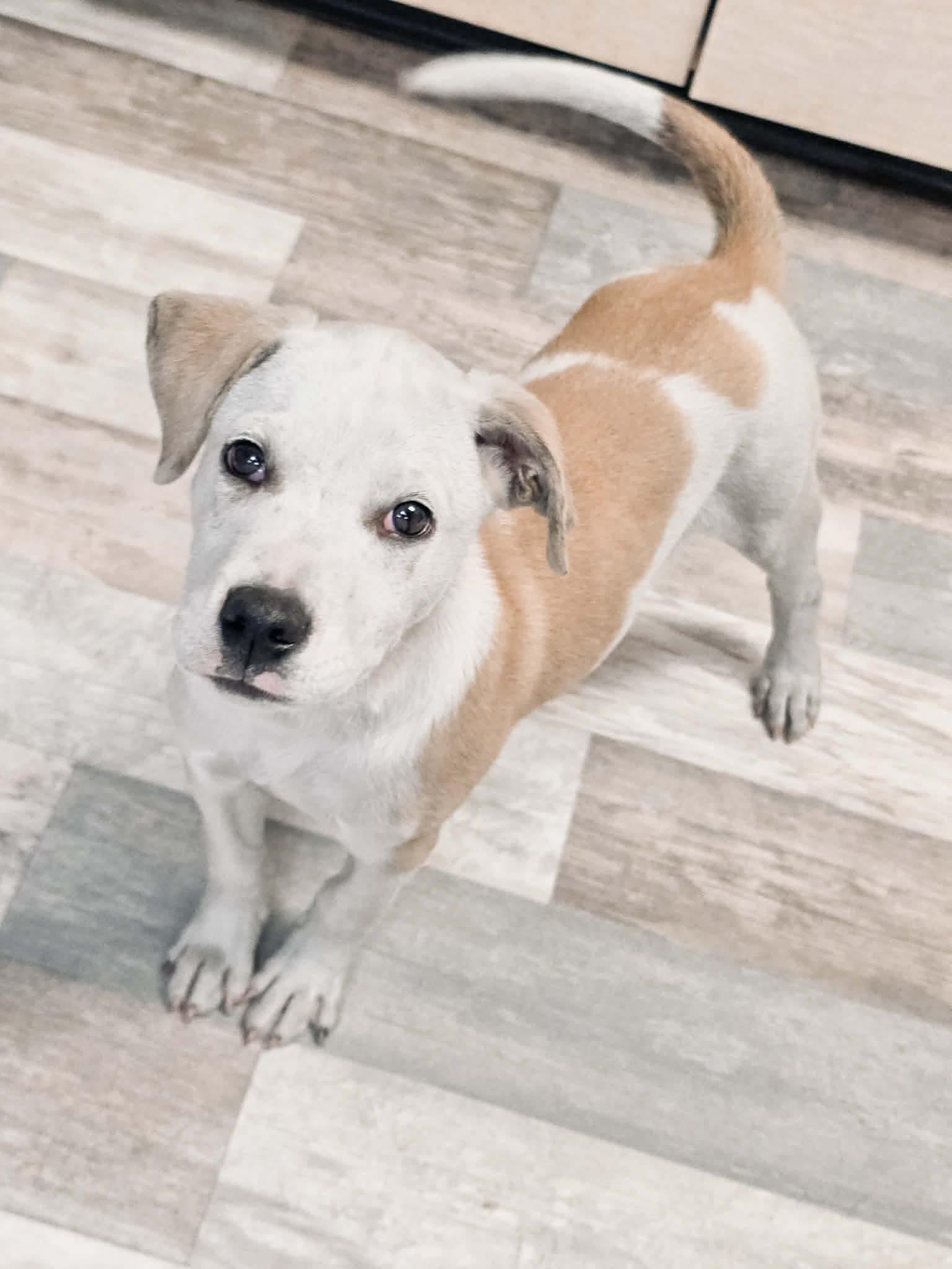 Enlarge Liam, a Adoptable mixed breed in Elkhorn, WI image 4/4